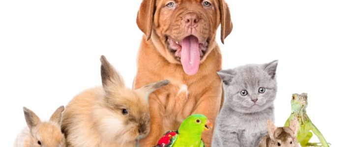 В Рыбнице пройдёт конкурс «Мой любимый питомец» В Рыбнице пройдёт конкурс «Мой любимый питомец»