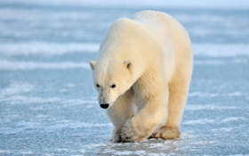 “Белый медведь” – альтернатива смертельно опасной игре