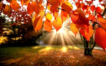12 октября в Рыбнице пройдет фестиваль “Краски осени”