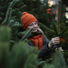 Живые ели рыбничане могут приобрести на ёлочных базарах