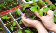 В Рыбнице продолжают действовать организованные площадки для реализации плодоовощной и семенной продукции В Рыбнице продолжают действовать организованные площадки для реализации плодоовощной и семенной продукции