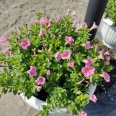 Около 5 тысяч однолетних растений появятся на городских клумбах Около 5 тысяч однолетних растений появятся на городских клумбах