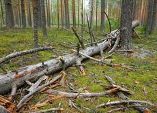 Сбор валёжной древесины: правила и рекомендации